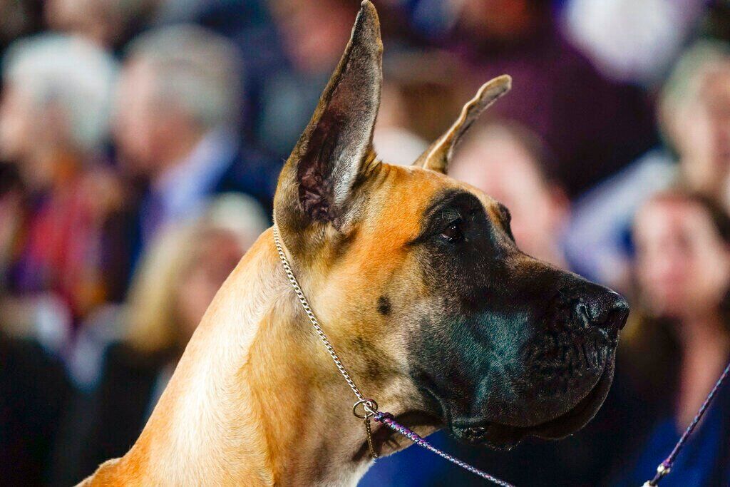 Westminster Dog Show